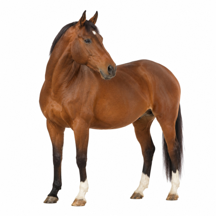 Equini