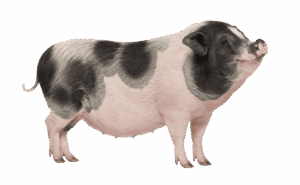 Nucleo-Suini