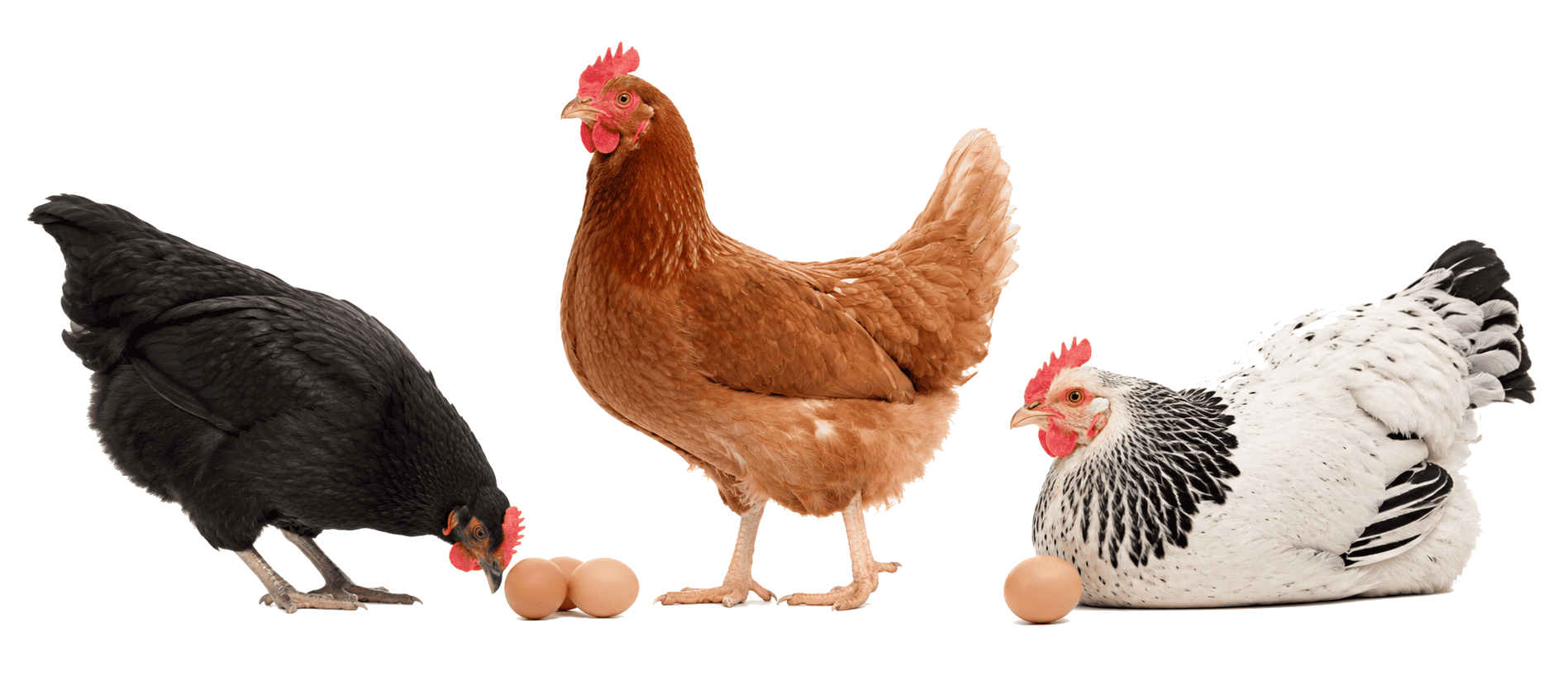 galline-ovaiole