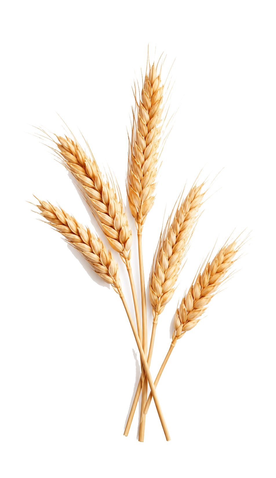 grano