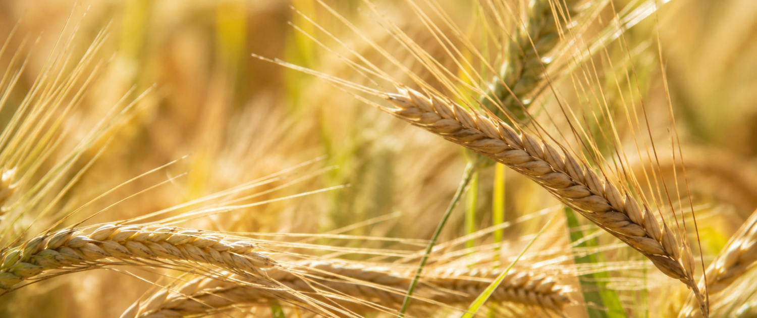 wheat-background